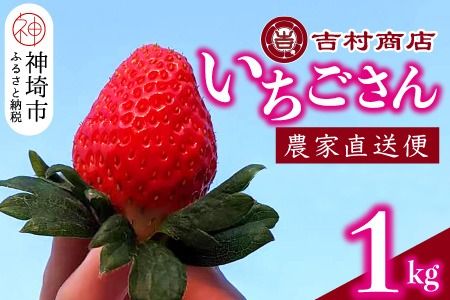 yꌧ_szyߘa8N1{菇z 4pbN 1kg y C`S  ꌧ Â t[c ʕ Y j 蕨z(H098107)