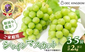 ぶどう 2026年 先行予約 ［ご家庭用］ シャイン マスカット3～5房（合計2kg以上） ブドウ 葡萄  岡山県産 国産 フルーツ 果物 OEC KINGDOM ぶどう家 果物類 