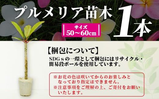 石垣島産 プルメリア苗木1本(50〜60cm) 【 石垣島 南国 植物 花 苗木 観葉植物 】 NE-5
