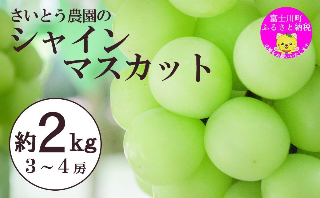 [ふるプレ限定品][2026年発送分]さいとうさん家のシャインマスカット 3〜4房 (約2kg) 8月下旬以降発送 シャイン マスカット 葡萄 ブドウ ぶどう くだもの フルーツ 産地直送 山梨 やまなし 先行予約 富士川町