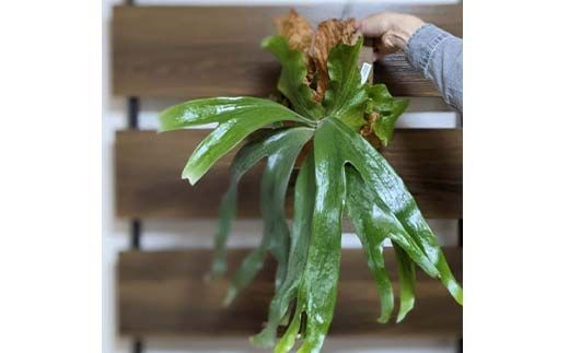 FKK19-812_コウモリラン ステマリア コルク板付