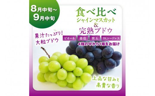【先行予約／フルーツ定期便4回】旬の果物厳選！京丹後フルーツ王国満足セット（完熟イチゴ・メロン・完熟ブドウ＆シャインマスカット食べ比べ・二十世紀梨）（2026年2月中旬～発送） YK00516