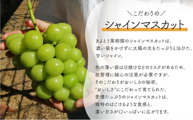 【2026年先行予約】量より質！桃5-7玉とピオーネ＆シャインマスカット3-5房の上級品が届く２回便 (定期便)(岡山県産)【KF-T029-02】