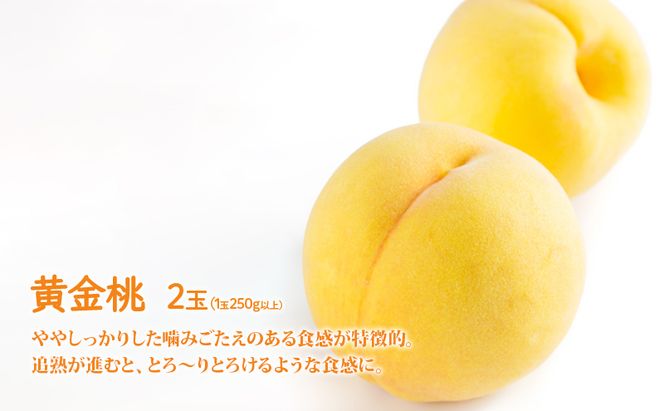 桃 ぶどう 詰合せ 2026年 先行予約 黄金 桃 2玉（1玉250g以上） シャイン マスカット 1房 約700g 岡山県 赤磐市産 フルーツ 果物 あかいわファーマーズガーデン