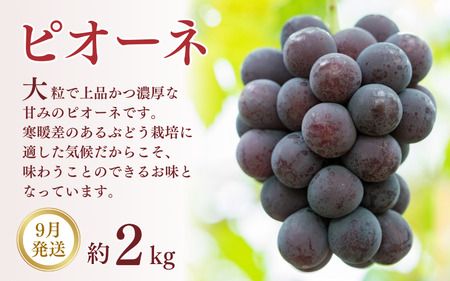 【3か月定期便】和歌山産フルーツ定期便！人気の桃・梨・ピオーネ　旬のフルーツを毎月お届け♪【tkb114】