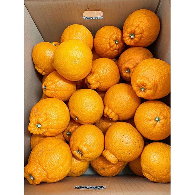 【ご家庭用訳有り】紀州有田産不知火(しらぬひ)約6kg