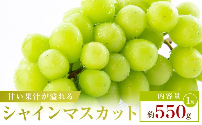 【お試し用】シャインマスカット　約550g 372013_T006-810J