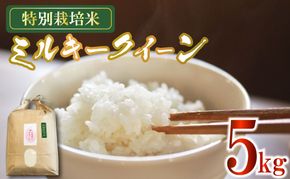 新米 米 ミルキークイーン 5kg 農家直送 特別栽培米 精米 令和7年度産 お米 贈り物 新生活 人気米 ご飯 白米 コメ 贈答 静岡県 藤枝市 
