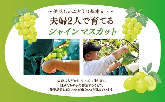 【2026年発送】 ぶどう シャイン マスカット 2kg 3～4房 糖度18度以上 種なし シャインマスカット 訳あり 家庭用 岡山 景山ぶどう園