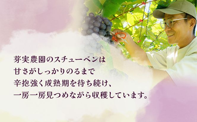 【 数量限定 】芽実農園 農家直送 スチューベン 約 2kg【 9月 ～ 1月発送 】青森県鶴田町産 果物 フルーツ ぶどう おやつ デザート 食後 冬ぶどう 