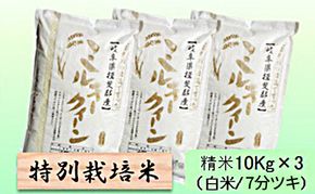 【令和7年産】特別栽培米 30kg【白米、7分ツキ】（ミルキークイーン）