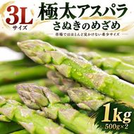 アスパラガス アスパラ さぬきのめざめ 極太アスパラ グリーンアスパラ 香川県産 国産 極太 3Lサイズ 500g × 2 計1kg 春芽 希少 春野菜 季節野菜 香川県オリジナル品種 サラダ 肉巻き 天ぷら 炒め物 バーベキュー BBQ 香川県 東かがわ市 46312199
