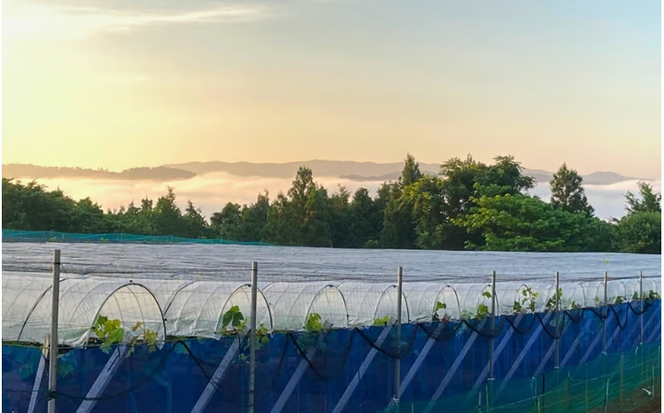 【2026年先行予約】【ご家庭用】 希少品種 クイーンニーナ 3～４房 2kg以上（化粧箱入り） Lino＆Kai Farm / 朝採れ ぶどう 岡山 真庭市 珍しい 高級 ギフト 大粒 果物 贈答 人気 産地直送 国産 数量限定 種なし 食べチョクアワード 受賞 【linokai011-02】