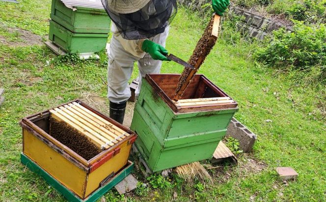 はちみつ酵母のパン　ハニーフロマージュ　12個セット　パン ぱん 朝食 おやつ お菓子 ご褒美 チーズ はちみつ酵母