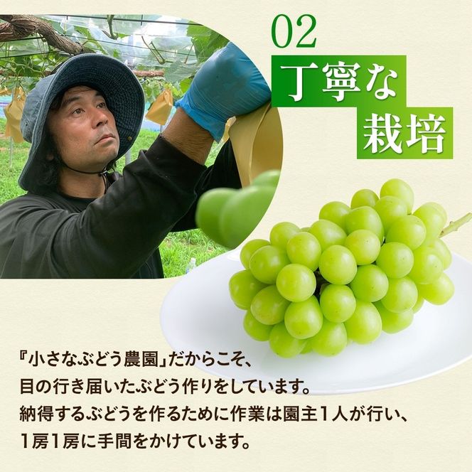 【2026年先行予約】 小さなぶどう園の シャインマスカット お試し1房 500g以上 ご家庭用 ここちとふぁーむ 岡山県 真庭市 ぶどう 【koko014-01】