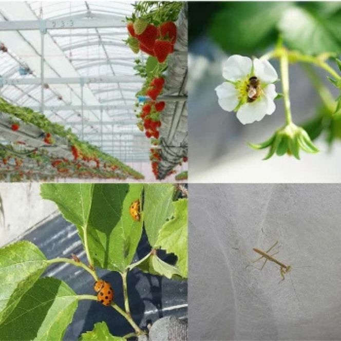 【3回定期便】【来シーズン予約受付】数量限定 幻の京都亀岡産 高級いちご【女峰】1箱分×3回定期便 ※化学肥料・農薬極力不使用《イチゴ 苺 いちご フルーツ 農家直送》 ※2026年1月中旬～5月下旬頃に順次発送予定