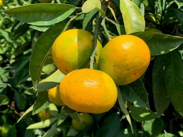 ゆら早生みかん 赤秀品 Мサイズ 5kg CC24