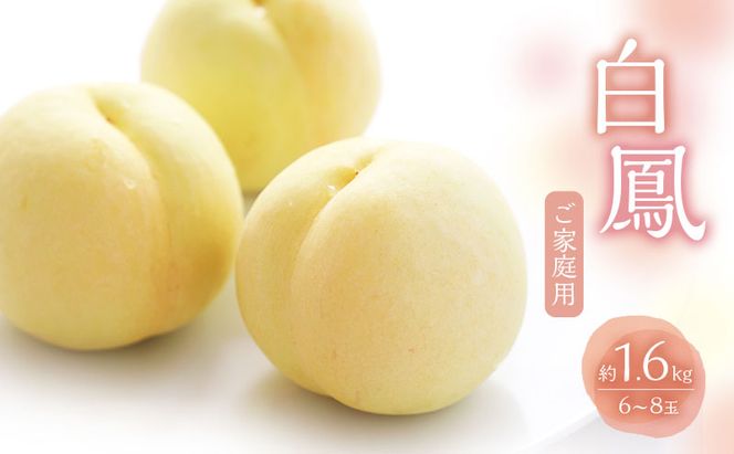 桃 2026年 数量限定 白桃 白鳳 約1.6kg 6～8玉 ご家庭用 フルーツ 果物 岡山 赤磐市産