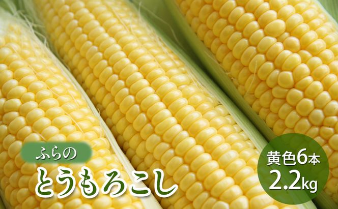 【2026年夏発送】ふらの とうもろこし 黄色 6本 2.2kg 北海道 富良野市 野菜 コーン とうきび イエロー 新鮮 直送 道産 ふらの 送料無料 数量限定 先着順