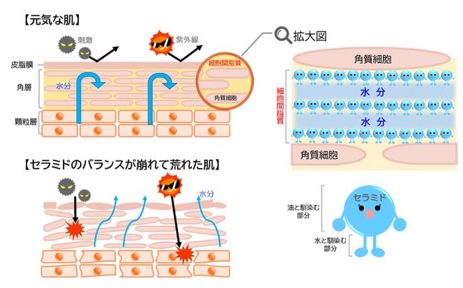 【全3回定期便】【大人女性の為のエイジングケア】化粧水 ＆ オイル美容液 2点 セット 糸島市 / Yu-ki[AHJ026]