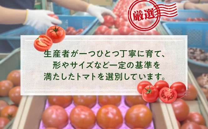 【先行予約】 熊本県八代市産 トマト 約4kg (20玉または24玉) とまと 野菜 やさい サラダ 旬 旬の野菜 新鮮 新鮮な野菜 熊本県 八代市 【2027年1月上旬より順次発送】