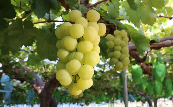 【2026年先行予約】 ぶどう 岡山県産 たたらみねらる 瀬戸ジャイアンツ 1房(約650g) 《2026年9月中旬-10月中旬頃出荷》 葡萄 ブドウ フルーツ 果物 スイーツ 数量限定 期間限定 岡山 里庄町 