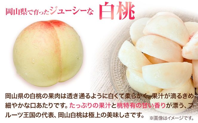 先行受付 岡山県産 白桃 1玉 240g以上 6玉入り ロイヤル 《7月中旬-8月下旬頃出荷》 【配送不可地域あり】---H-65---
