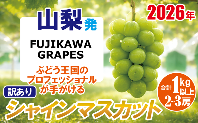 《訳あり》でも誇れる美味しさ 【シャインマスカット】 1.0kg以上（２～3房） 【2026年発送分 先行予約】- FUJIKAWA GRAPES -　 嬉しい満足感