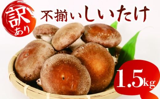 【12月～4月発送】 訳あり 不揃い 生しいたけ 1.5kg 生 しいたけ シイタケ 常温 配送 椎茸 大ぶり 食べ応え 厚い 肉厚 うまみ 栽培期間中 農薬不使用