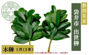 袋井市　出世榊　本榊　純国産　1対（2束）※1日交換に間に合うように配送　榊 さかき サカキ 神棚 お供え 国内産 日持ち 大きい 艶やか 静岡県