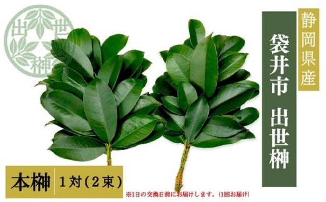 袋井市　出世榊　本榊　純国産　1対（2束）※1日交換に間に合うように配送　榊 さかき サカキ 神棚 お供え 国内産 日持ち 大きい 艶やか 静岡県