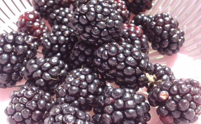 ふらの 3種の ラズベリー ジャム 食べ比べ セット 6本 (果物 ジャム フルーツ 贈り物 ギフト 甘い 手作り 北海道 送料無料 道産 富良野 ふらの)