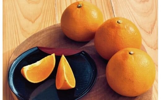 みかん せとか 【先行予約】Lから3Lのサイズ混合 橋本農園のハウスせとか 3kg 【2026年2月初旬から2月末までに順次発送】 / せとか ハウスせとか L 2L 3L みかん 蜜柑 柑橘 フルーツ 果物 くだもの 先行予約【mht014A】