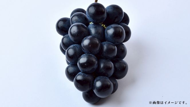 ナガノパープル 2.5kg (4～6房)【2026年8月下旬発送開始】(茨城県共通返礼品：大子町) ぶどう 葡萄 ブドウ 果物 フルーツ 果実