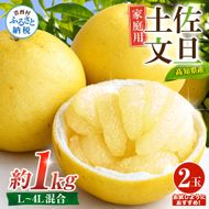 先行予約 文旦 家庭用 約1kg 土佐文旦 2L～3L 2玉 高知 ブンタン ぶんたん 旬 柑橘 かんきつ 柑橘類 フルーツ 果物 くだもの デザート おやつ 爽やか 甘い スイーツ 美味しい おいしい 常温