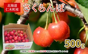 先行受付 北海道 仁木町産 さくらんぼ 500g 佐藤錦または紅秀峰 果樹 サクランボ チェリー フルーツ 果物 果物類 ギフト 仁木町 仁木 [くくり農園]