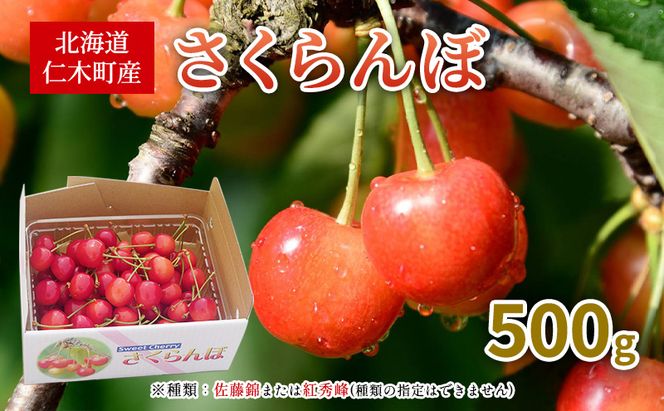 先行受付 北海道 仁木町産 さくらんぼ 500g 佐藤錦または紅秀峰 果樹 サクランボ チェリー フルーツ 果物 果物類 ギフト 仁木町 仁木 [くくり農園]
