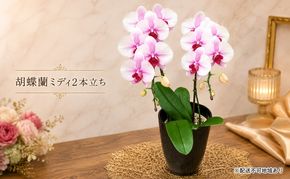 幸せが飛んでくる胡蝶蘭ミディ二本立ち【配送不可：北海道、東北、沖縄、離島】 植物 