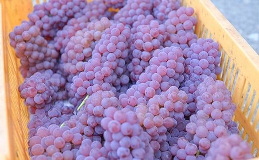 FYN9-630 山形県 西川町産 デラウェア 2kg(12～16本) L～2L 箱詰め 2026年8月中旬から順次発送 葡萄 ぶどう 種無し 果物 くだもの フルーツ 自宅 家庭