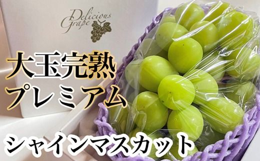 y{茧юszyߘa8NEs\z I VC}XJbg 800giԂǂ uhE VC}XJbg VC }XJbg t[c ʕ  { st 2026 Yn j