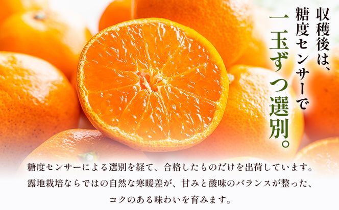 山北みかん（露地） 5.0kg 家庭用 sq-0003