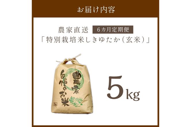 【6ヶ月定期便】2026年産 京都・京丹後峰山 特別栽培米しきゆたか 5kg 【玄米】米 定期便 玄米 しきゆたか　MF00066