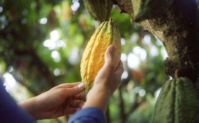 【ふるさと納税】MAISON CACAO メゾンカカオ アロマ生チョコレート 2種セット（16粒×2箱） ギフトボックス入 冷凍配送 神奈川県茅ヶ崎市