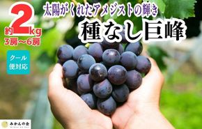 巨峰 種なし 有田巨峰村の巨峰 2kg( 3房 ～ 6房 ) 和歌山県産 【みかんの会】AX285 
