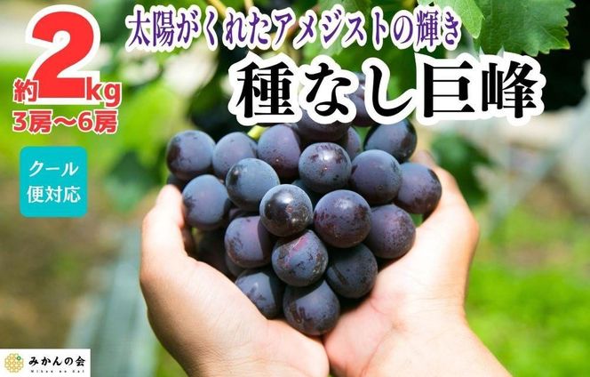 巨峰 種なし 有田巨峰村の巨峰 2kg( 3房 ～ 6房 ) 和歌山県産 【みかんの会】AX285 