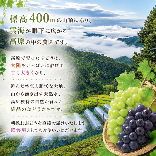 シャインマスカット 2kg 3房～5房 葡萄 フルーツ 岡山 高梁市産 ぜきお農園 ぶどうclub 2026年 先行予約
