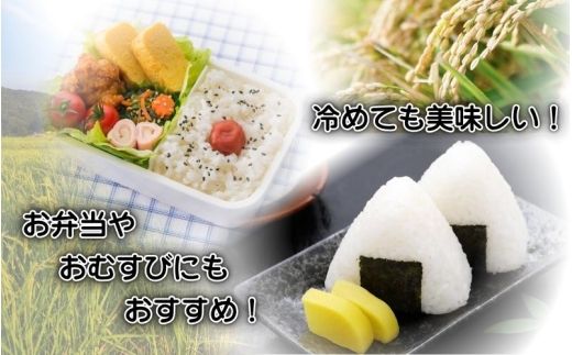 【定期便】伊賀米コシヒカリ 10kg（3ヶ月連続）【jaig-tkb0001】