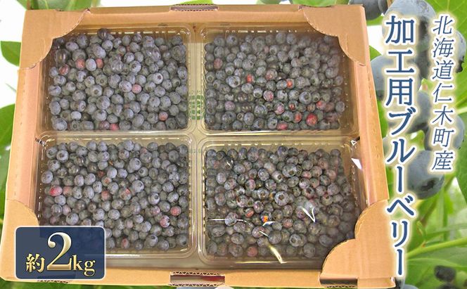 [先行受付] 農園の加工用 ブルーベリー 約2kg サイズ混載 北海道 仁木町産 果物 果物類 フルーツ 仁木 [小林信幸]