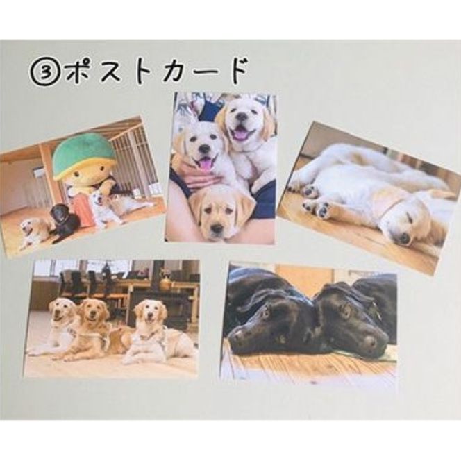 【返礼品相当額で盲導犬の育成を支援】支援額6,000円(記念品あり)エコバッグなど盲導犬協会オリジナルグッズ進呈[行きたい場所に安心していける社会に…]