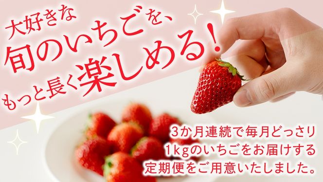 【定期便】いちご3ヶ月連続お届け便 （250g×4パック）×3回　【2027年1月から発送開始】（茨城県共通返礼品 [いちご]：城里町産） | 果物 フルーツ イチゴ 苺 白いちご とちおとめ 紅ほっぺ やよいひめ 定期便